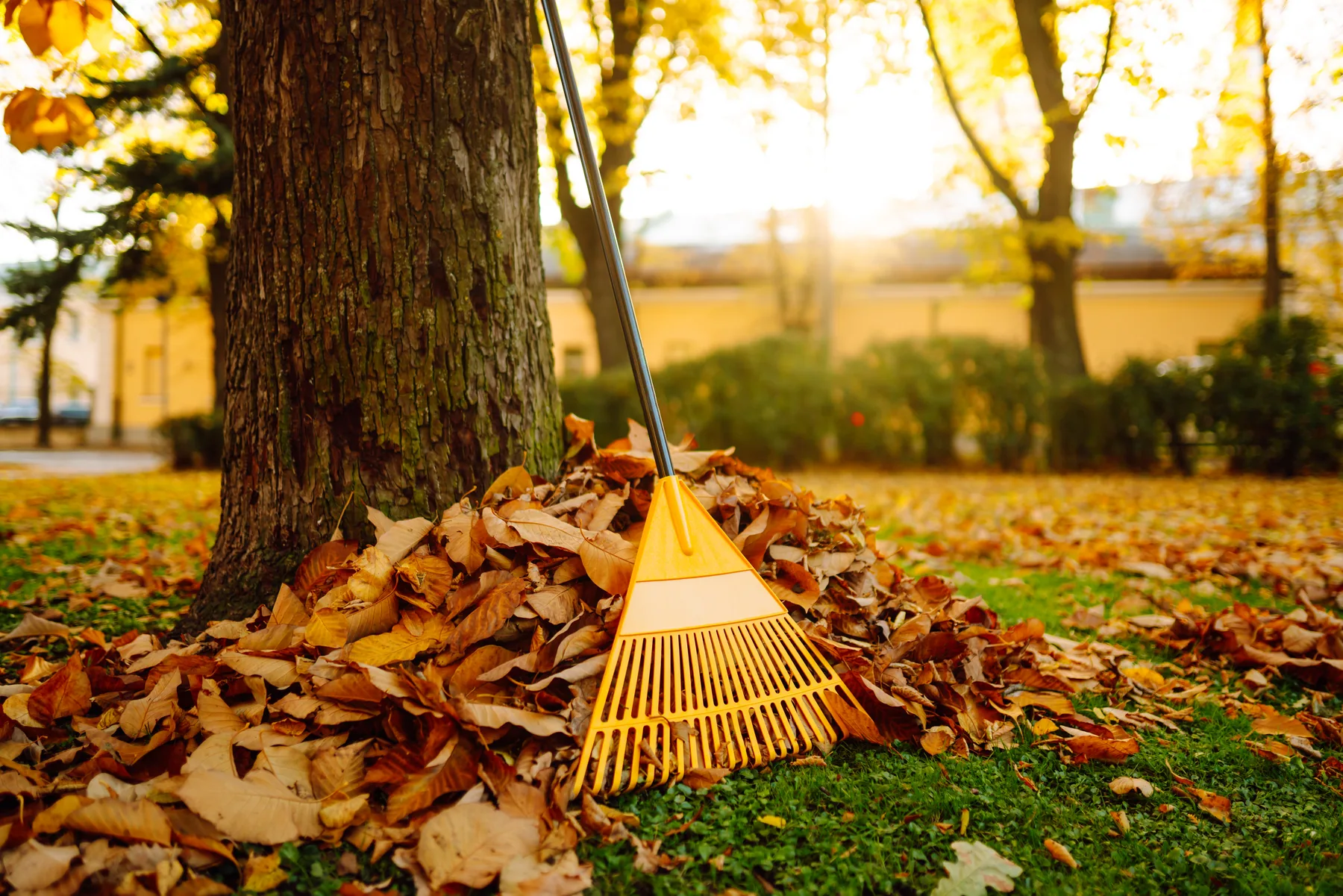 Rake resting in a pile of fall leaves for seasonal cleanup