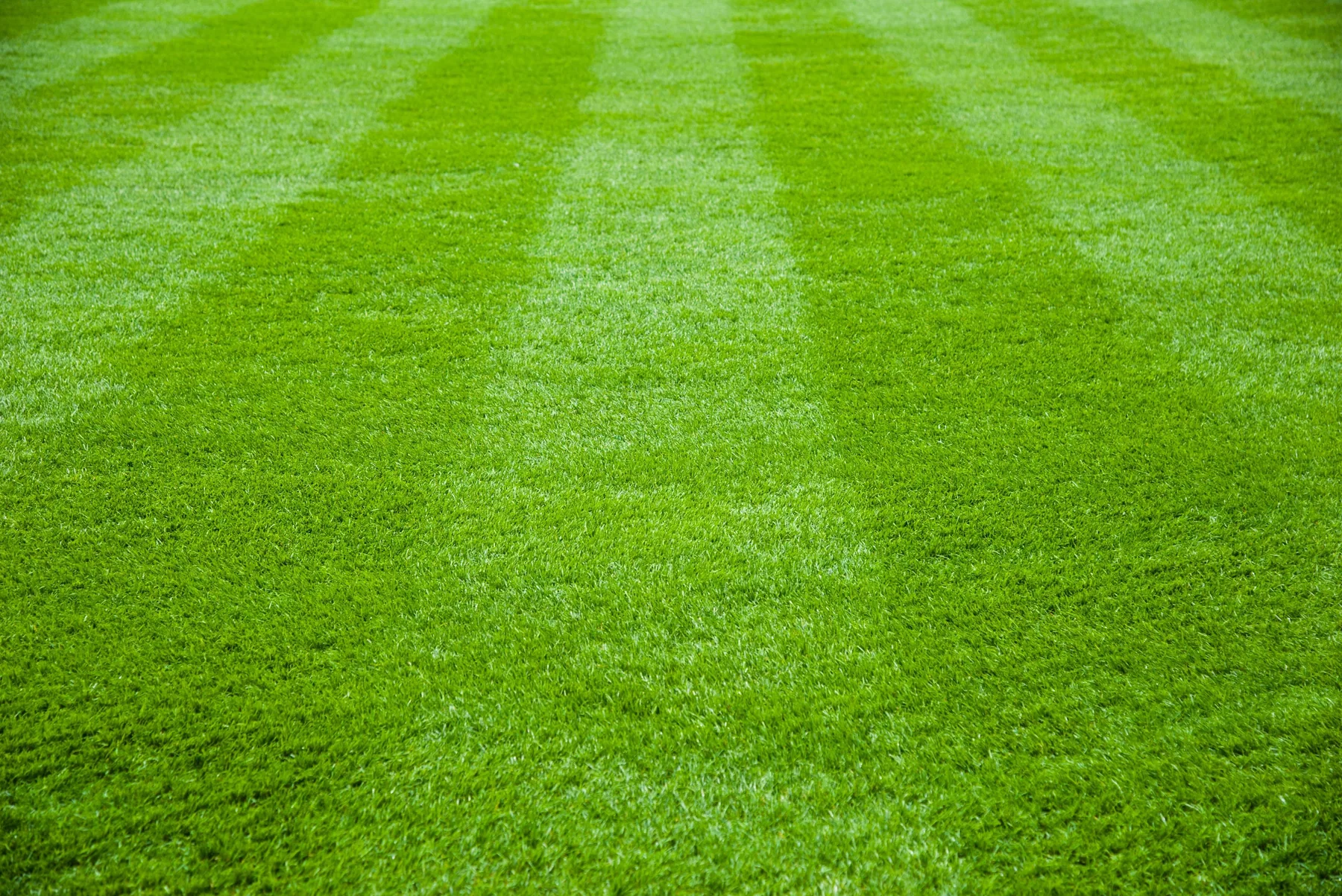 Freshly striped green lawn for summer mowing and maintenance